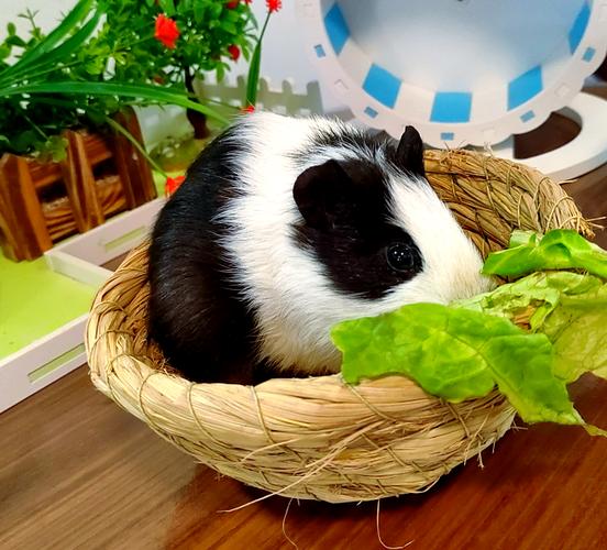 荷兰区块猪安全吗