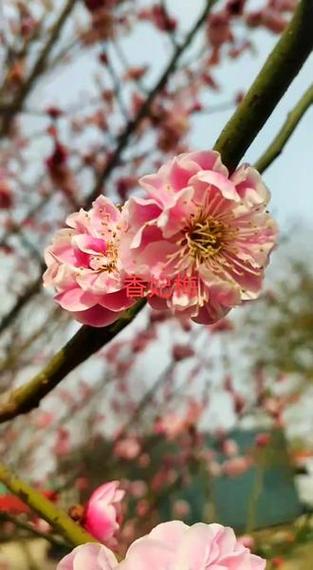 梅花视频大全免费观看缩略图