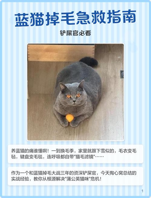 蓝猫掉色怎么回事