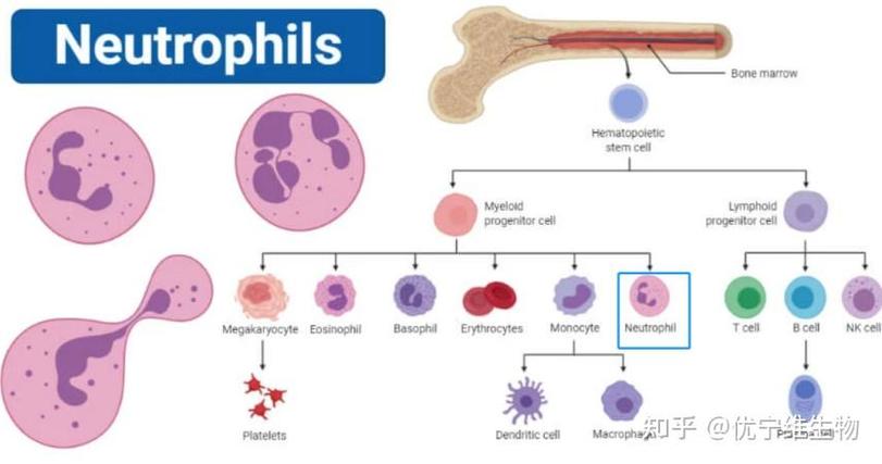 erythrocytes翻译