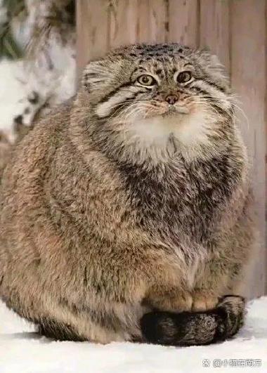 兔狲和猫的区别
