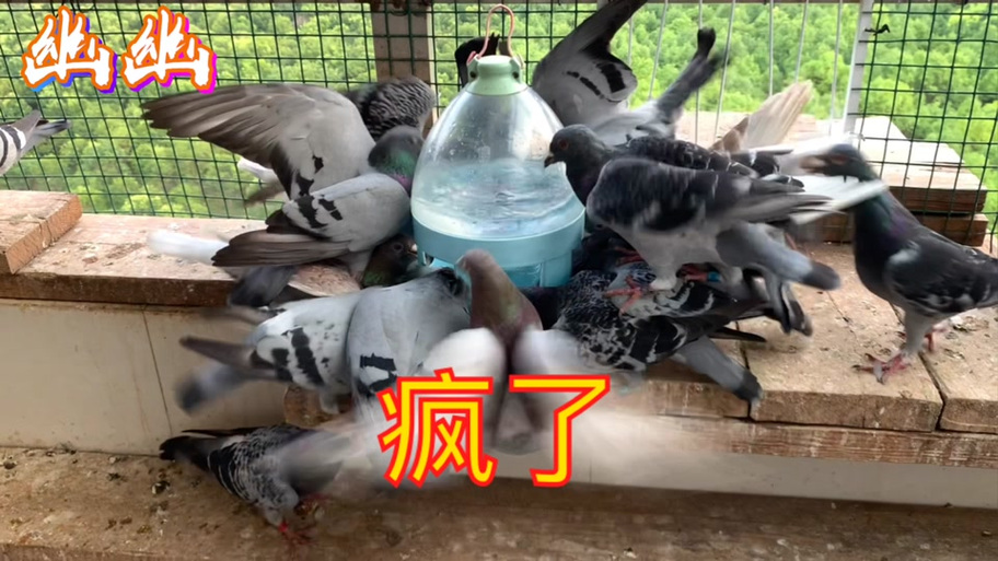 鸽子压力表情包