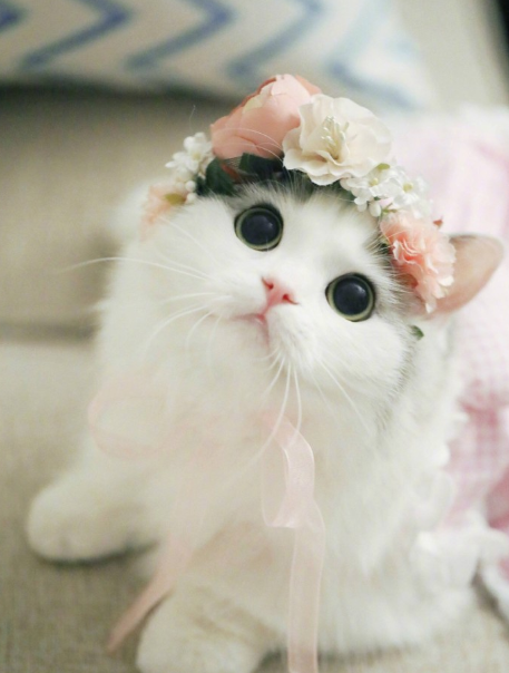 网红猫