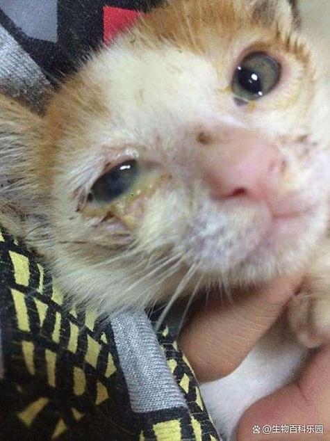 小猫崽眼睛有脓怎么办