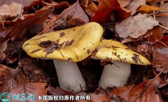 黄菇多少钱一斤