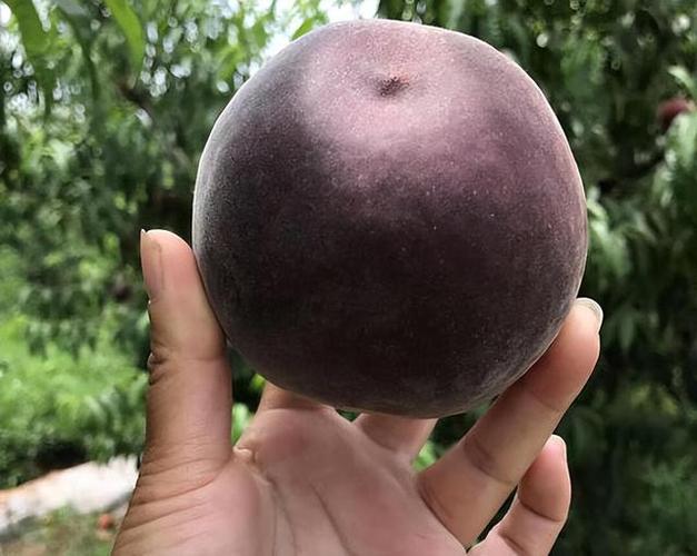 黑色桃子游戏截图