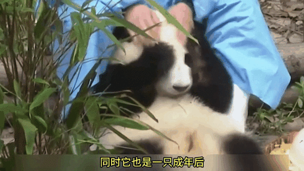 熊猫喜欢人类吗