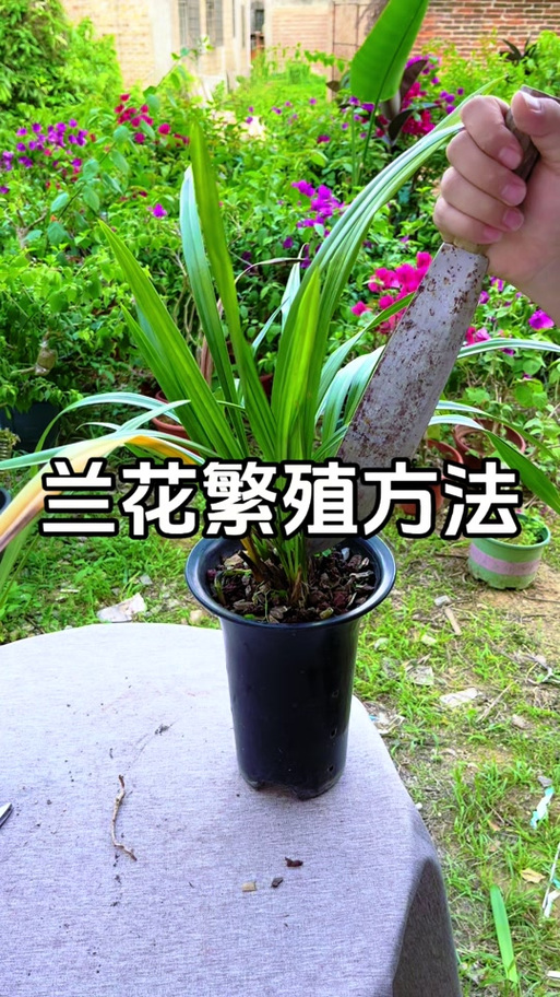 兰花正确栽种方法