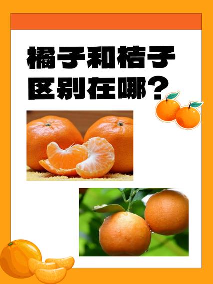 桔子和橘子有何区别