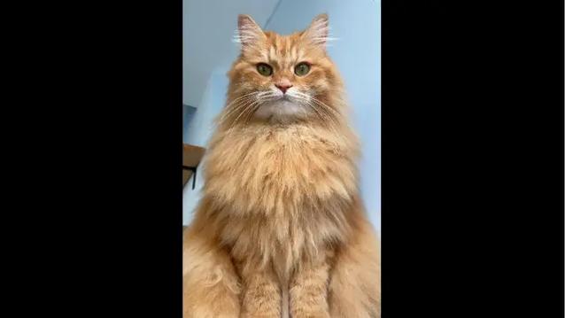狮子橘猫