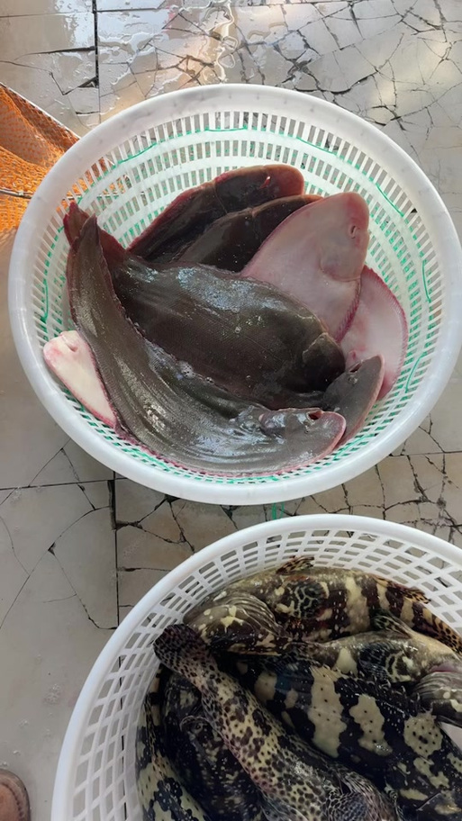 塔姆尖鱼图片