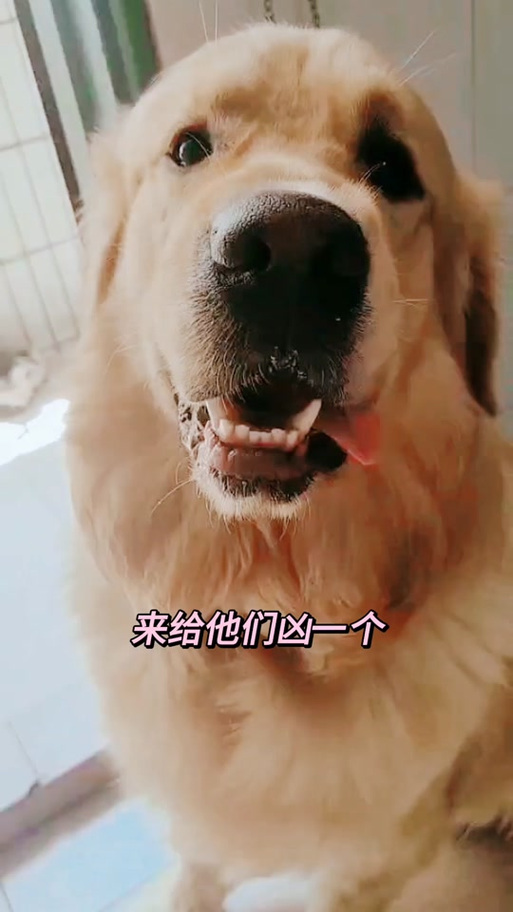 恶犬呲牙表情包游戏截图