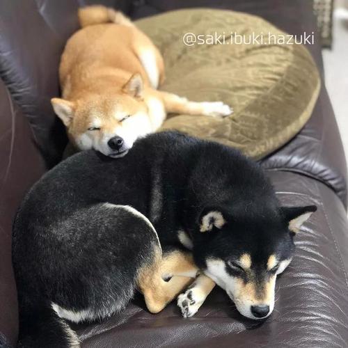 ibuki黑色柴犬表情包
