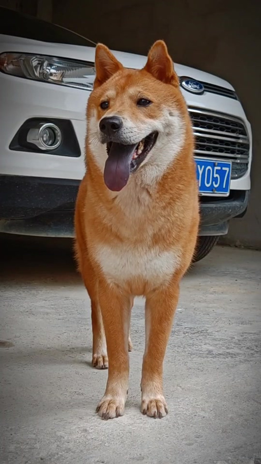 广西田园犬哪里正宗
