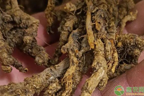 种什么药材利润大又不愁销路