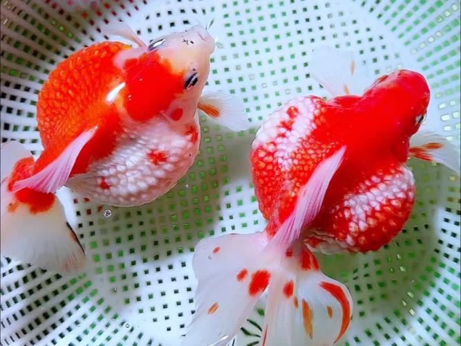 金鱼品种
