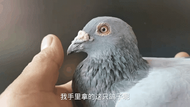 HKPA的脚环鸽子