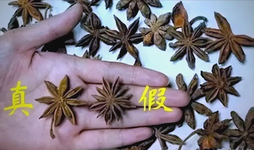 假八角有什么危害
