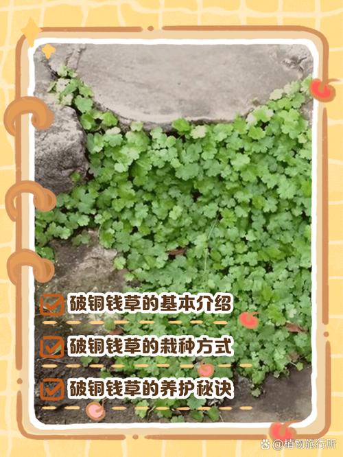 问苗是啥可以挣钱吗