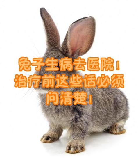 兔子生病的原因