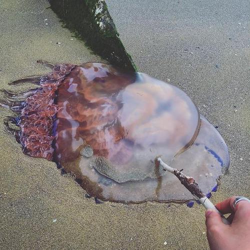 水母死后会变成什么样子