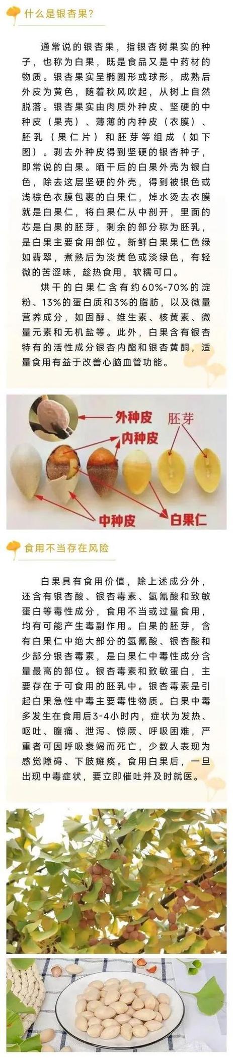 银杏果的用处和吃法视频