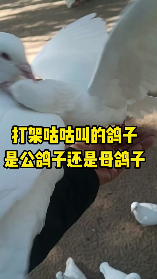 母鸽子咕咕叫声mp3