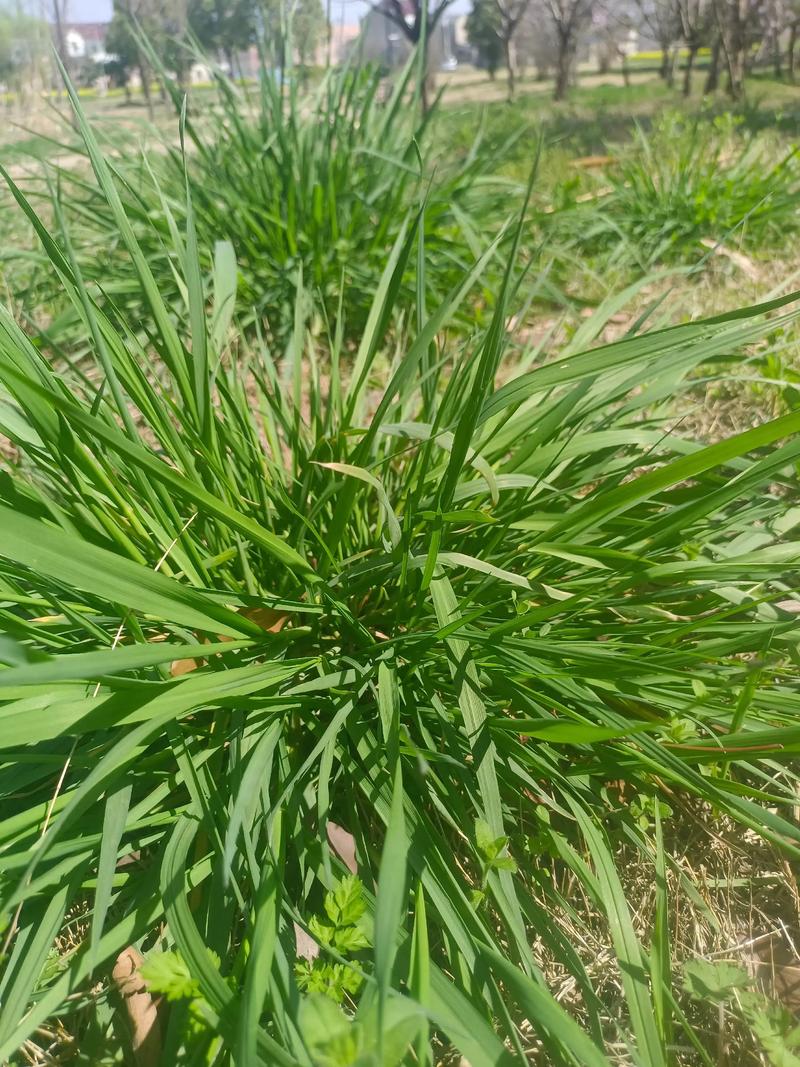 春草优酷网