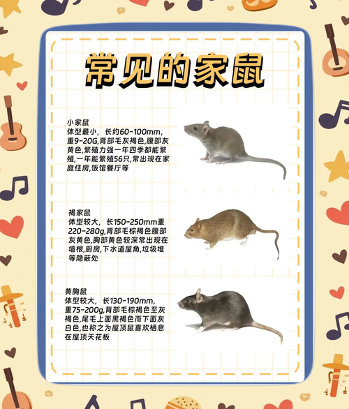蛋仔派对猫抓老鼠攻略