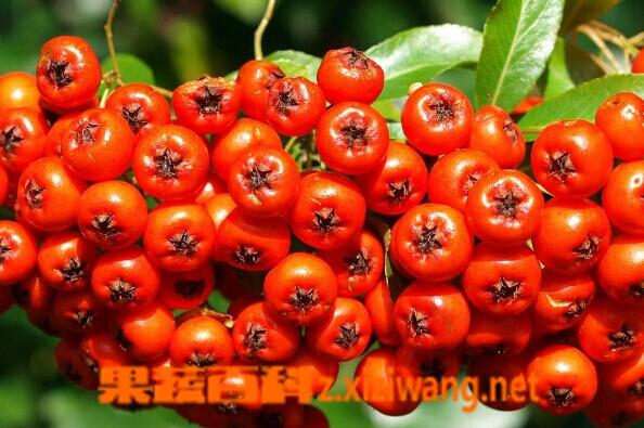香蕉菠萝水蜜桃黄瓜丝瓜秋葵的功效与作用图标