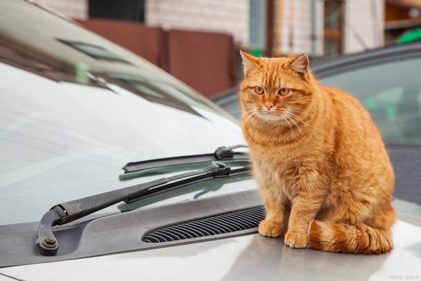 猫咪坐车一直叫