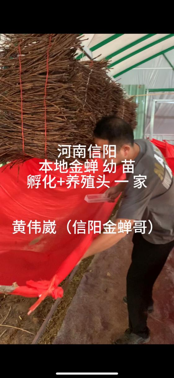 附近金蝉养殖基地
