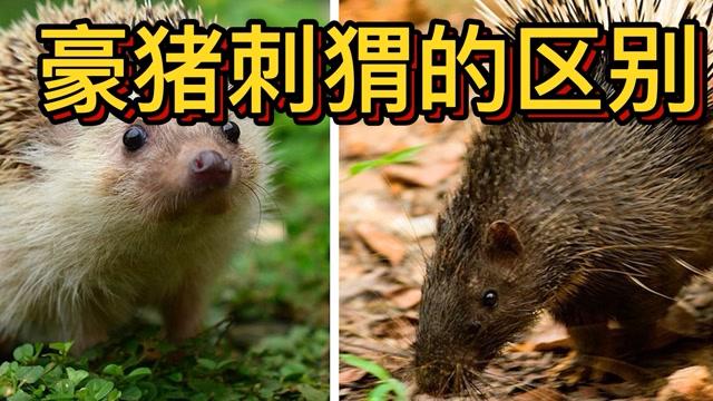 豪猪网转发文章平台缩略图