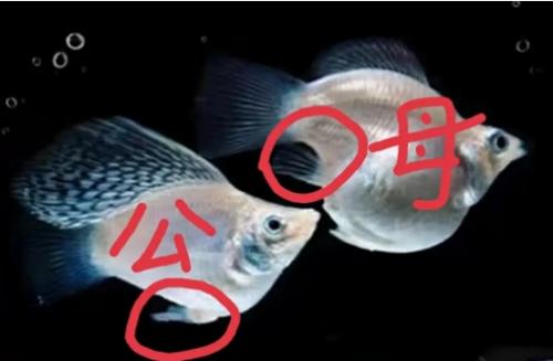 公鱼和母鱼怎样配对