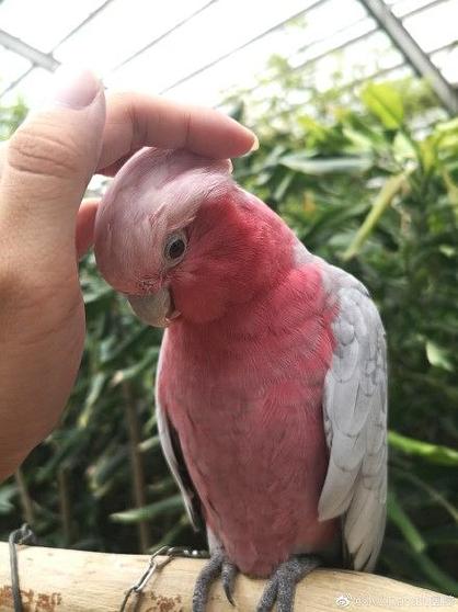 粉红葵花鹦鹉