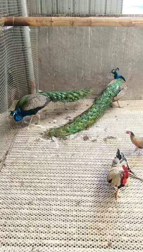 蓝孔雀养殖前景和利润
