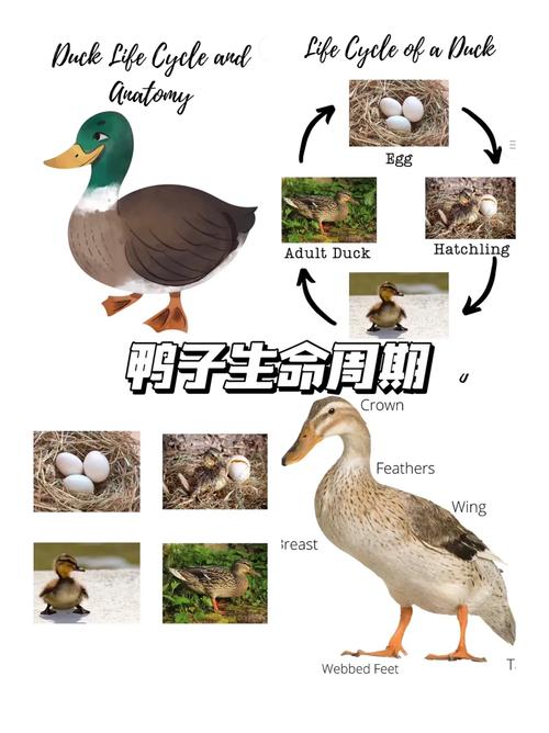 刚会走路鸭子步正常吗