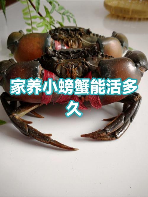 小螃蟹过检测