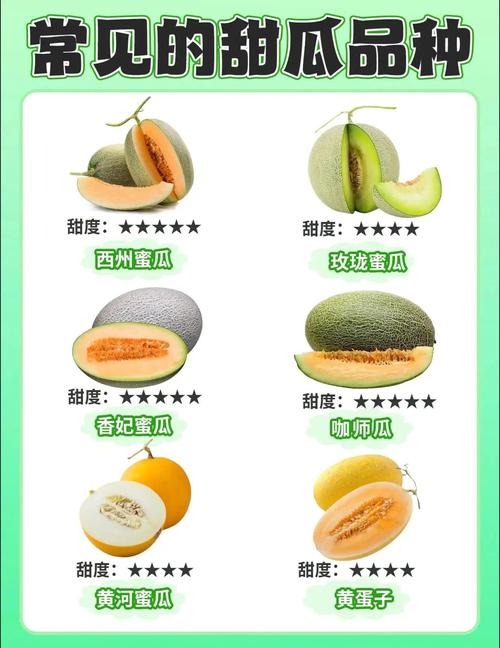 小蜜瓜的大名叫什么