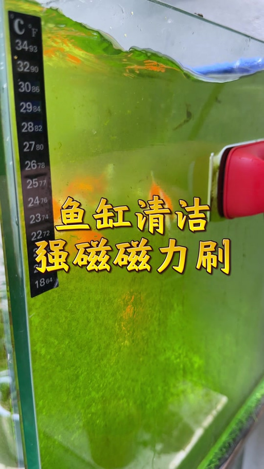 鱼缸长青苔用什么方法清除