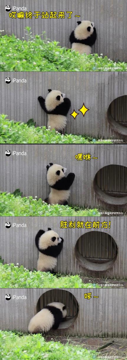 大熊猫是怎么走路的?