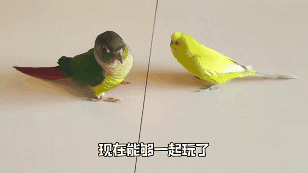 玩鹦鹉的男人什么心态