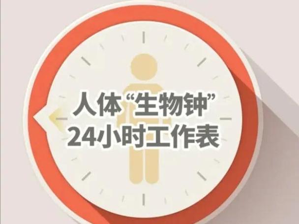 生物钟可以