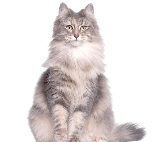 猫起源于哪个国家缩略图