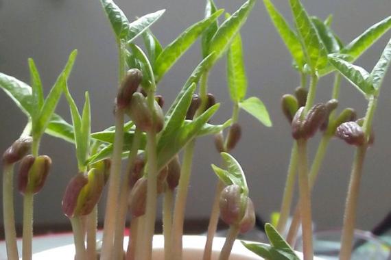 种豆芽