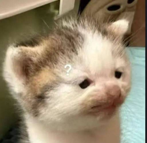 邪恶猫猫头表情包游戏截图