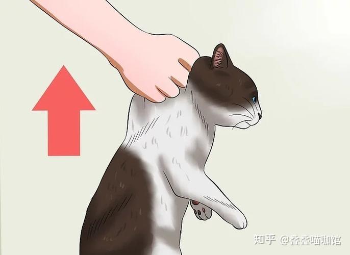 用什么办法抓猫