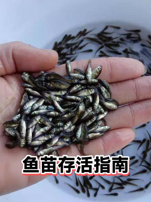 买回来的活鱼怎么存活