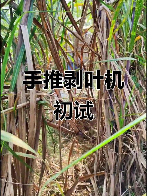 大型甘蔗剥叶机缩略图