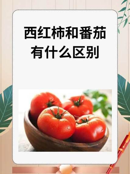 番茄无限 有限区别